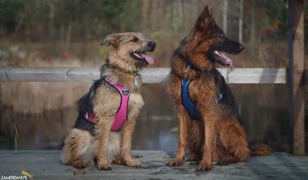 sali Hundegeschirr speed pink